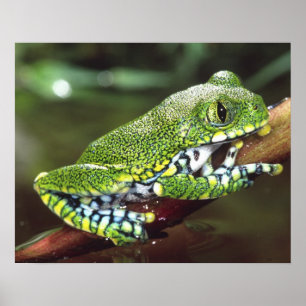 Storögd Trädgroda, Leptopelis vermiculatus, Poster