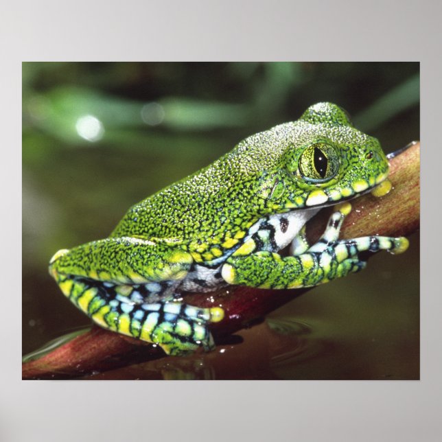 Storögd Trädgroda, Leptopelis vermiculatus, Poster (Framsidan)