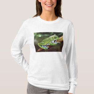 Storögd Trädgroda, Leptopelis vermiculatus, Tee