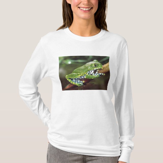 Storögd Trädgroda, Leptopelis vermiculatus, Tee (Framsida)