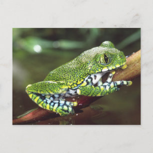 Storögd Trädgroda, Leptopelis vermiculatus, Vykort