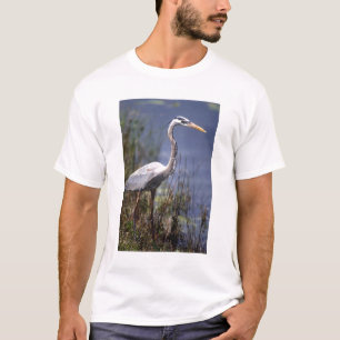 Större blåhäger vattenfågel tee