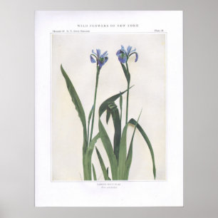 Större blåttflagga - versicolor Iris Poster