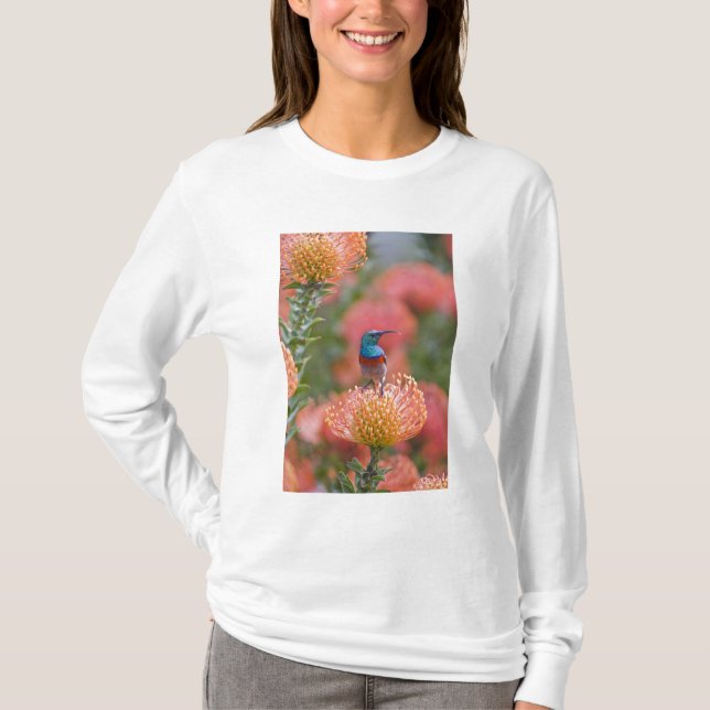 Större dubbelbandad solfågel t shirt (Framsida)