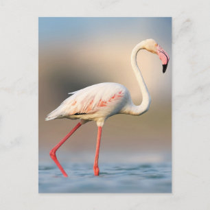 Större flamingo vykort