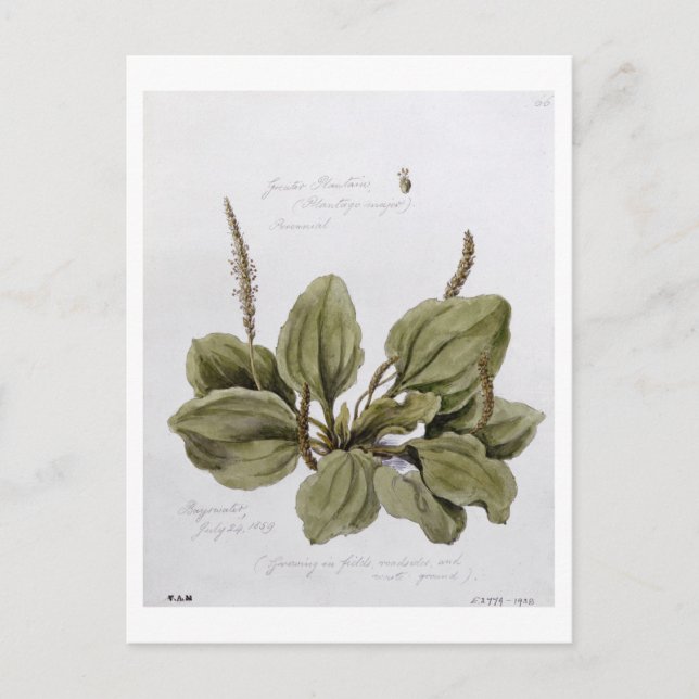 Större groblad, målad i Bayswater, 24 juli Vykort (Framsida)