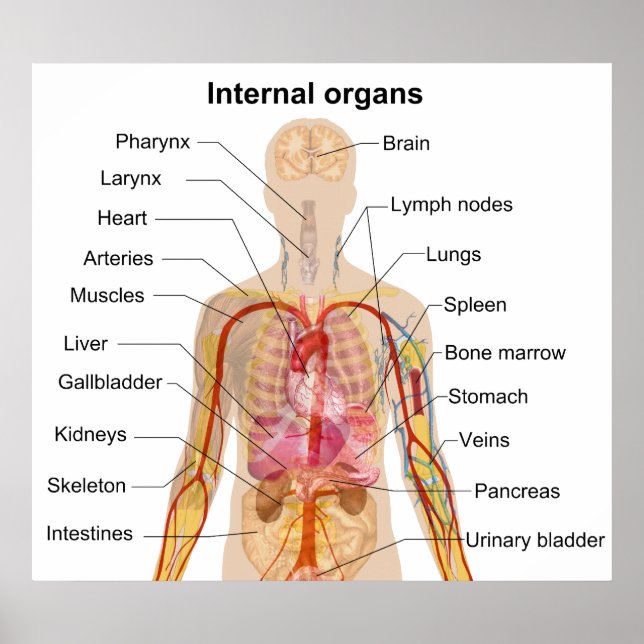 Större interna organ i Human Body Chart Poster (Framsidan)