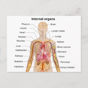 Större interna organ i Human Body Chart Vykort