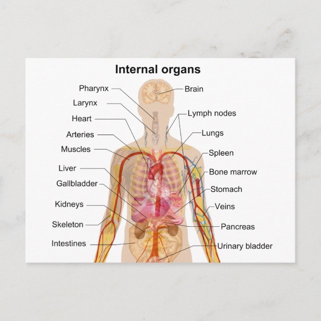 Större interna organ i Human Body Chart Vykort (Framsida)