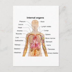 Större interna organ i Human Body Chart Vykort