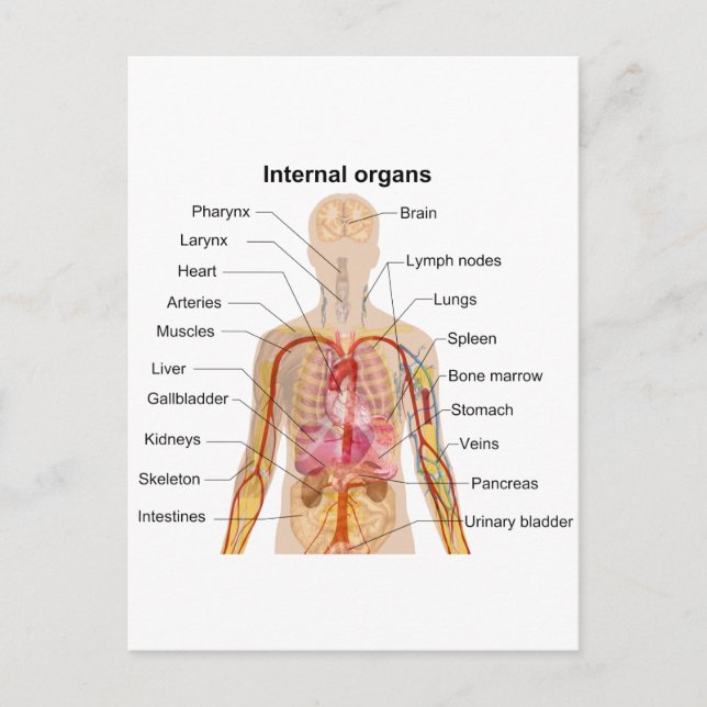 Större interna organ i Human Body Chart Vykort (Framsida)