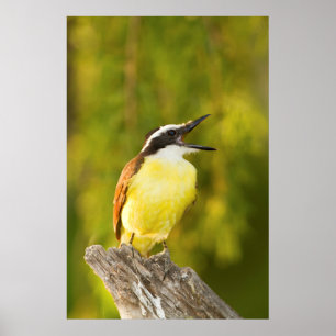 Större kiskadi sjunger från sitt abborre poster