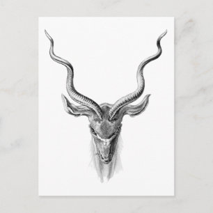 Större kudu vykort