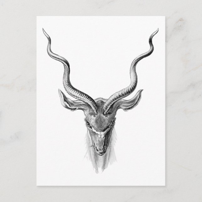 Större kudu vykort (Framsida)