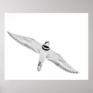 Större strandpipare i flykt poster