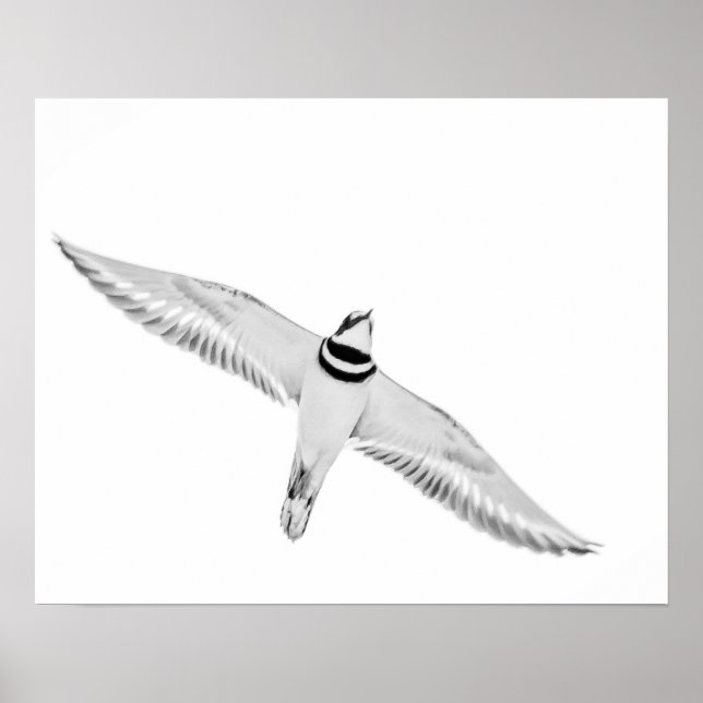 Större strandpipare i flykt poster (Framsidan)