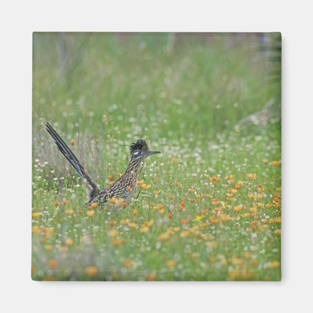 Större tuppgök, Geococcyx Magnet (Framsidan)