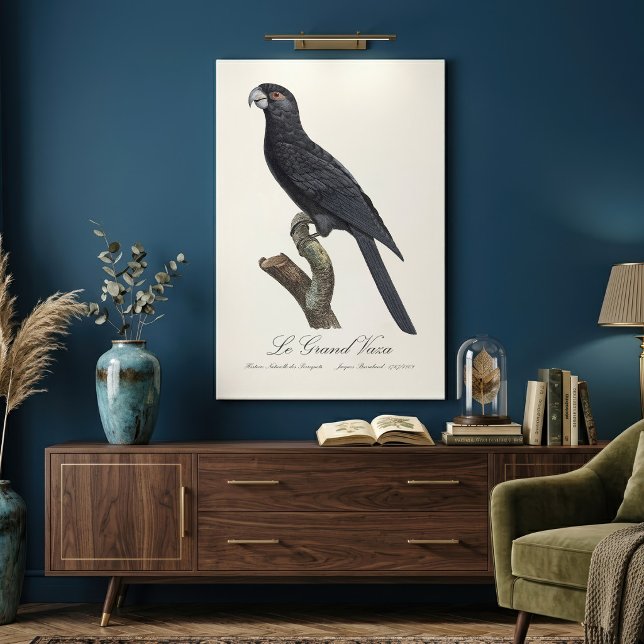 Större vasapapegoja, Coracopsis vasa Illustration Canvastryck (Greater Vasa Parrot, Coracopsis Vasa Illustration. Canvas Print)