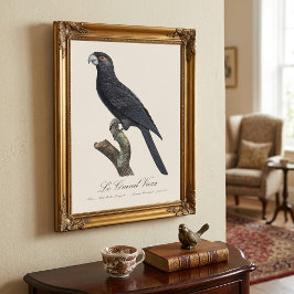 Större vasapapegoja, Coracopsis vasa Illustration Fototryck