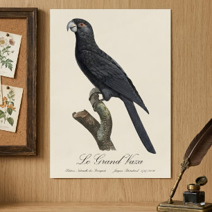 Större vasapapegoja, Coracopsis vasa Illustration Poster
