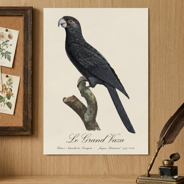 Större vasapapegoja, Coracopsis vasa Illustration Poster (Greater Vasa Parrot, Coracopsis Vasa Illustration. Poster)