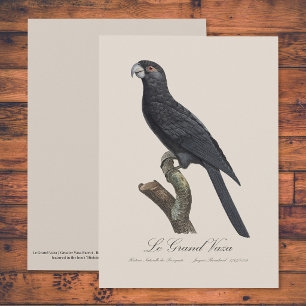 Större vasapapegoja, Coracopsis vasa Illustration Tack Kort