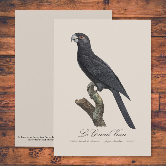 Större vasapapegoja, Coracopsis vasa Illustration Tack Kort (Greater Vasa Parrot, Coracopsis Vasa Illustration. Thank You Card)