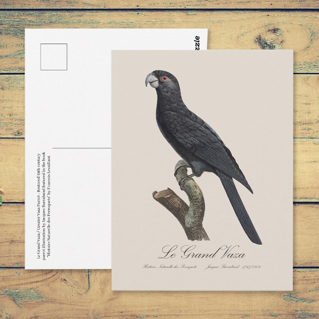 Större vasapapegoja, Coracopsis vasa Illustration Vykort (Greater Vasa Parrot, Coracopsis Vasa Illustration. Postcard)