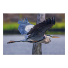 Storskarv Flygning Väggkonst | Vilda Djur Fågel