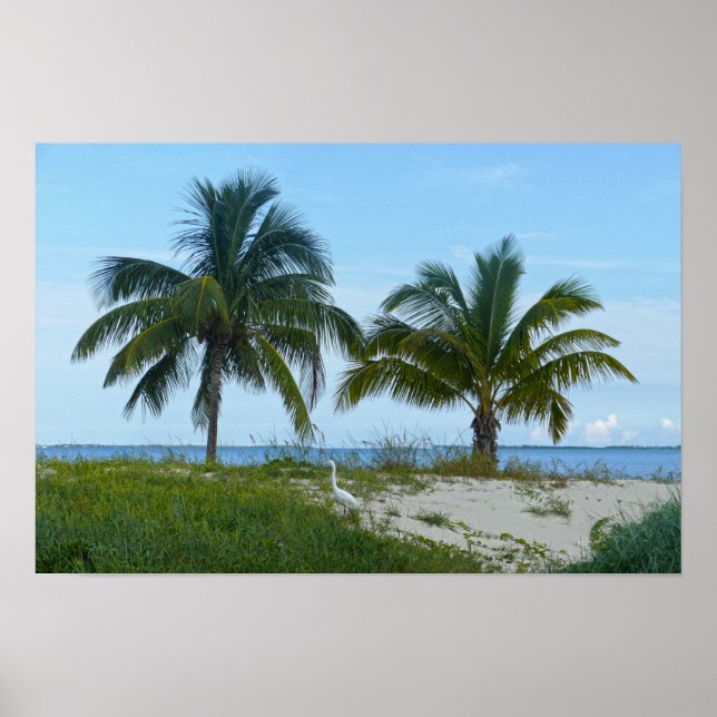 Storskarv, Treasure Cay, Great Abaco Island Poster (Framsidan)