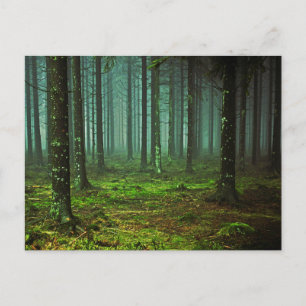 Storskog Skogen 1 Vykort