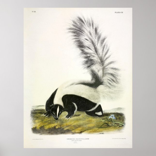 Storskstjärtad kunk, Hooded Skunk, av Audubon Poster (Framsidan)