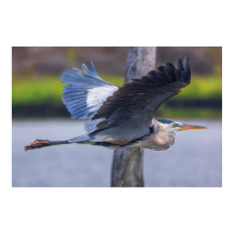 Storsläktet Hägrar Flygande Vilda Fåglar Fotografi