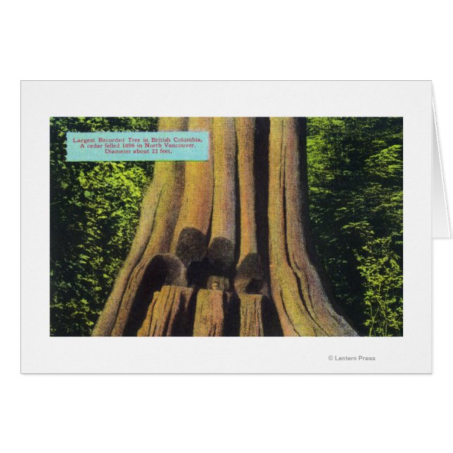 Största inspelade Träd i BC 1896 Cedar Träd Hälsningskort (Framsidan Horizontal)