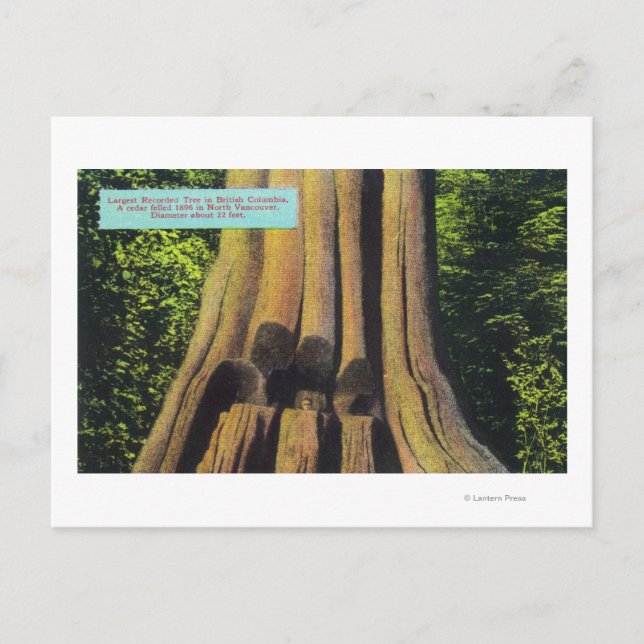 Största inspelade Träd i BC 1896 Cedar Träd Vykort (Framsida)
