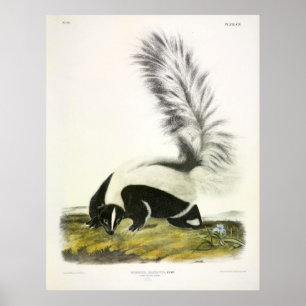 Storstjärtad Skunk, Hooded Skunk, av Audubon Poster