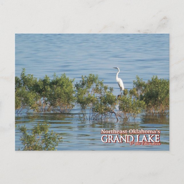 Stort Egret-postkort för Grand Sjö Oklahoma Vykort (Framsida)