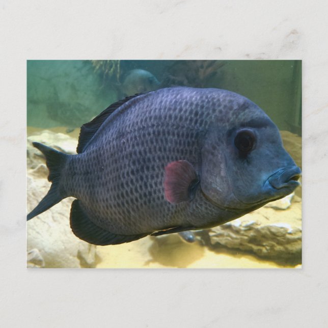 Stort fiskvykort vykort (Framsida)