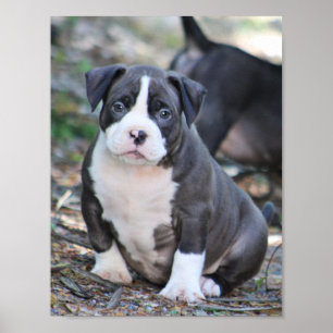 Stort hundvalp poster