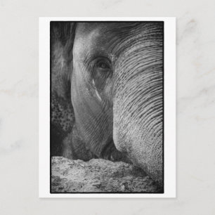 Stort kort för Elephant Ansikte