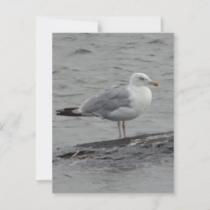 Stort maragulkort vykort