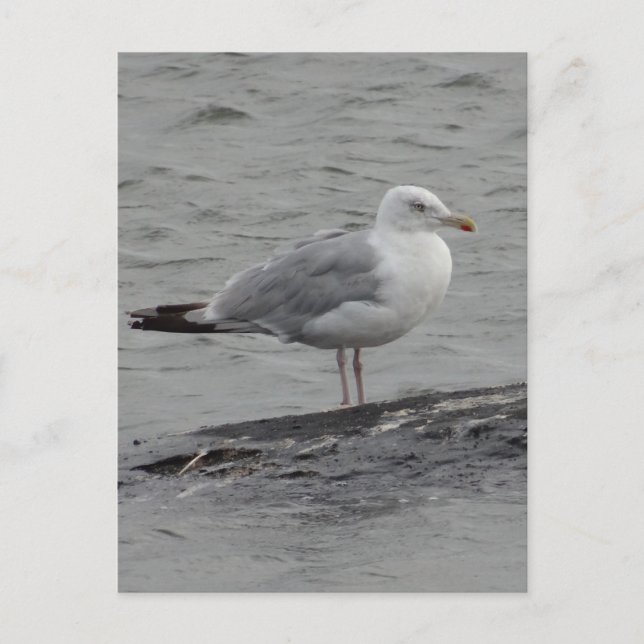 Stort maragulkort vykort (Framsida)