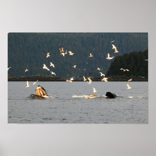 stort mun puckelval poster (Framsidan)