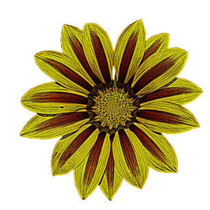 stort och djärvt gula blommor med röd rand-daisy filt
