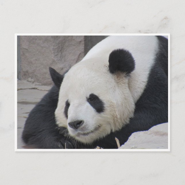 stort panda-leende vykort (Framsida)