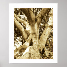 Stort Träd Fotografi Sepia Svart och Vitt Poster