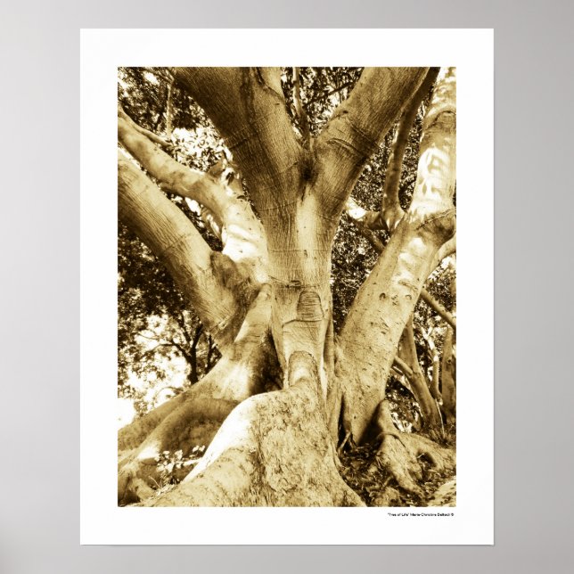 Stort Träd Fotografi Sepia Svart och Vitt Poster (Framsidan)