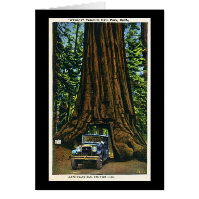 Stort träd Wawona, Mariposa dunge, CA Hälsningskort (Framsidan)