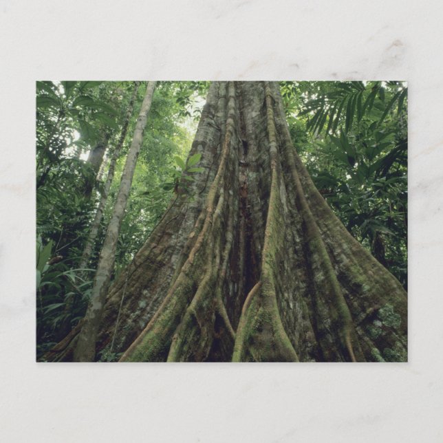Stöttad trädt i regnskog, Corcovado Vykort (Framsida)