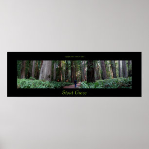 Stout Grove Redwood Träd Poster